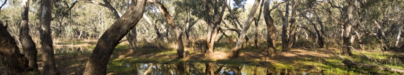 Macquarie Marshes, on the north-western end, between Carinda and Warren, NSW, 2009 Credit: Arthur Mostead © Commonwealth of Australia (Murray–Darling Basin Authority) Macquarie Marshes, on the north-western end, between Carinda and Warren, NSW, 2009 Credit: Arthur Mostead © Commonwealth of Australia (Murray–Darling Basin Authority)